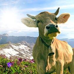 Schweizer Bergidyll - heute erkunden Sie den Vierwaldstättersee 