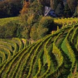 Die Weinberge südlich von Graz - Toskana Österreichs